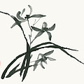 Orchid 's Grace
